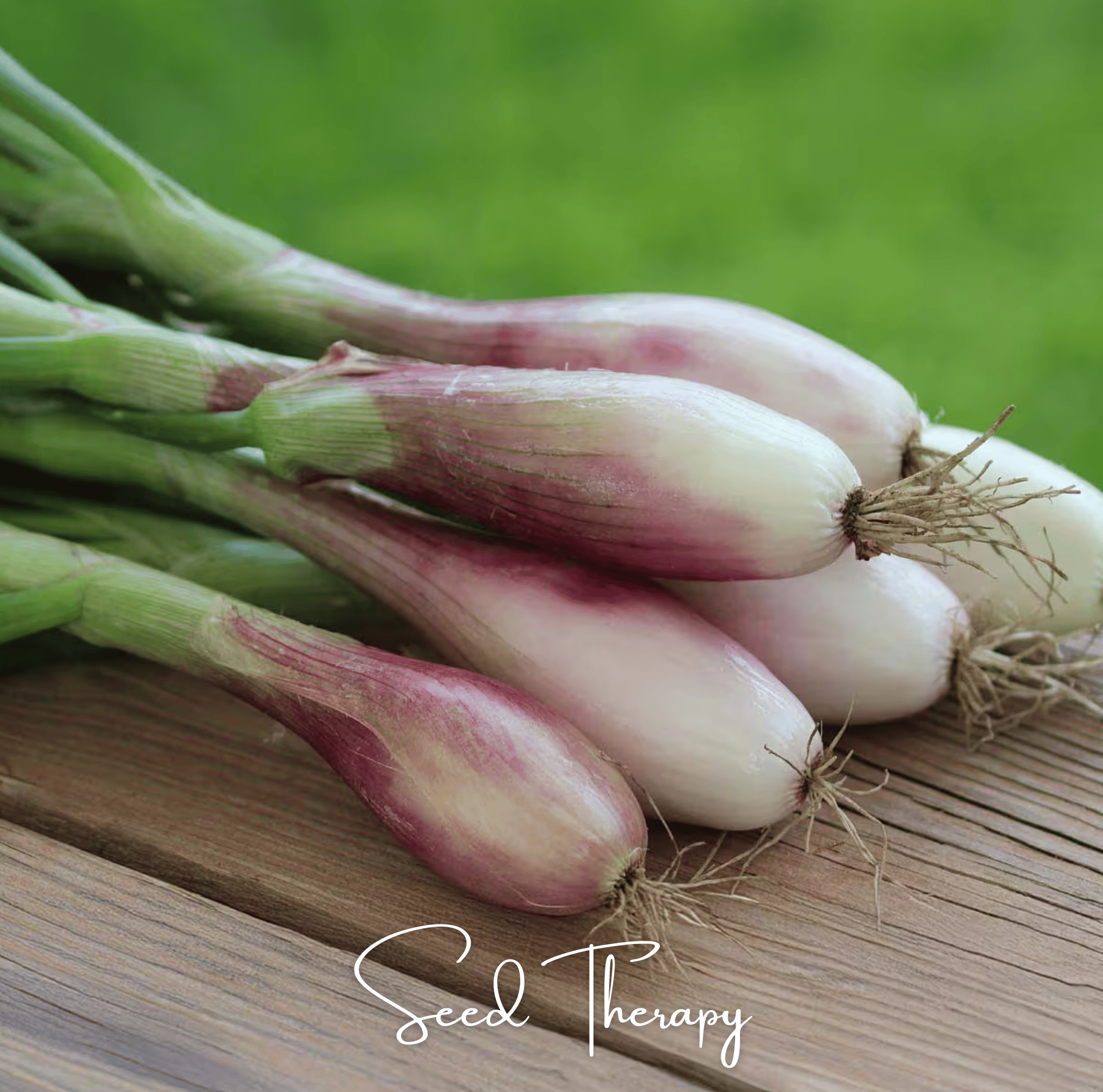 Shallot, Zebrune (Allium cepa) - 25 Seeds seed packet from Seed Therapy – American - grown, heirloom seeds