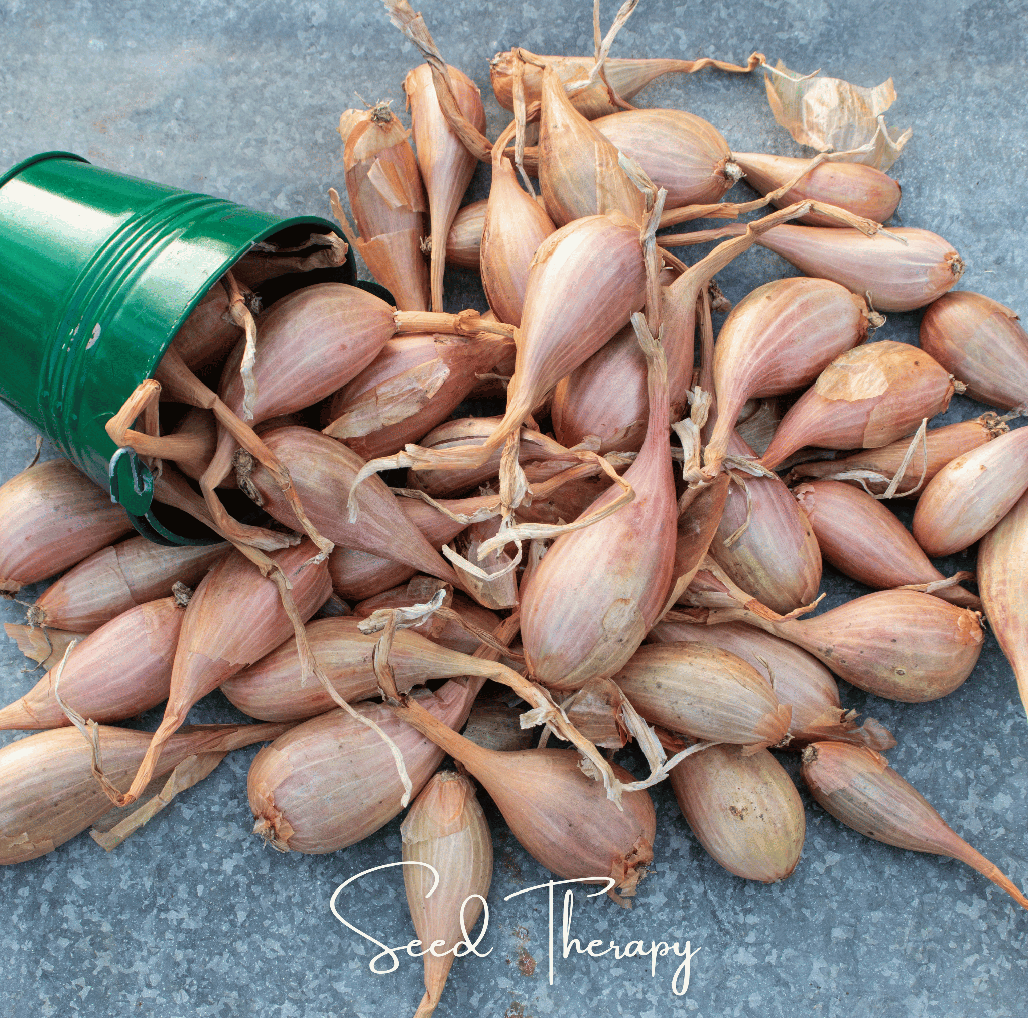 Shallot, Zebrune (Allium cepa) - 25 Seeds seed packet from Seed Therapy – American - grown, heirloom seeds