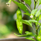 Shishito Pepper – 25 Seeds seed packet from Seed Therapy – American - grown, heirloom seeds