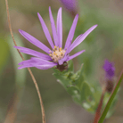 Silky Aster – 25 Seeds seed packet from Seed Therapy – American - grown, heirloom seeds