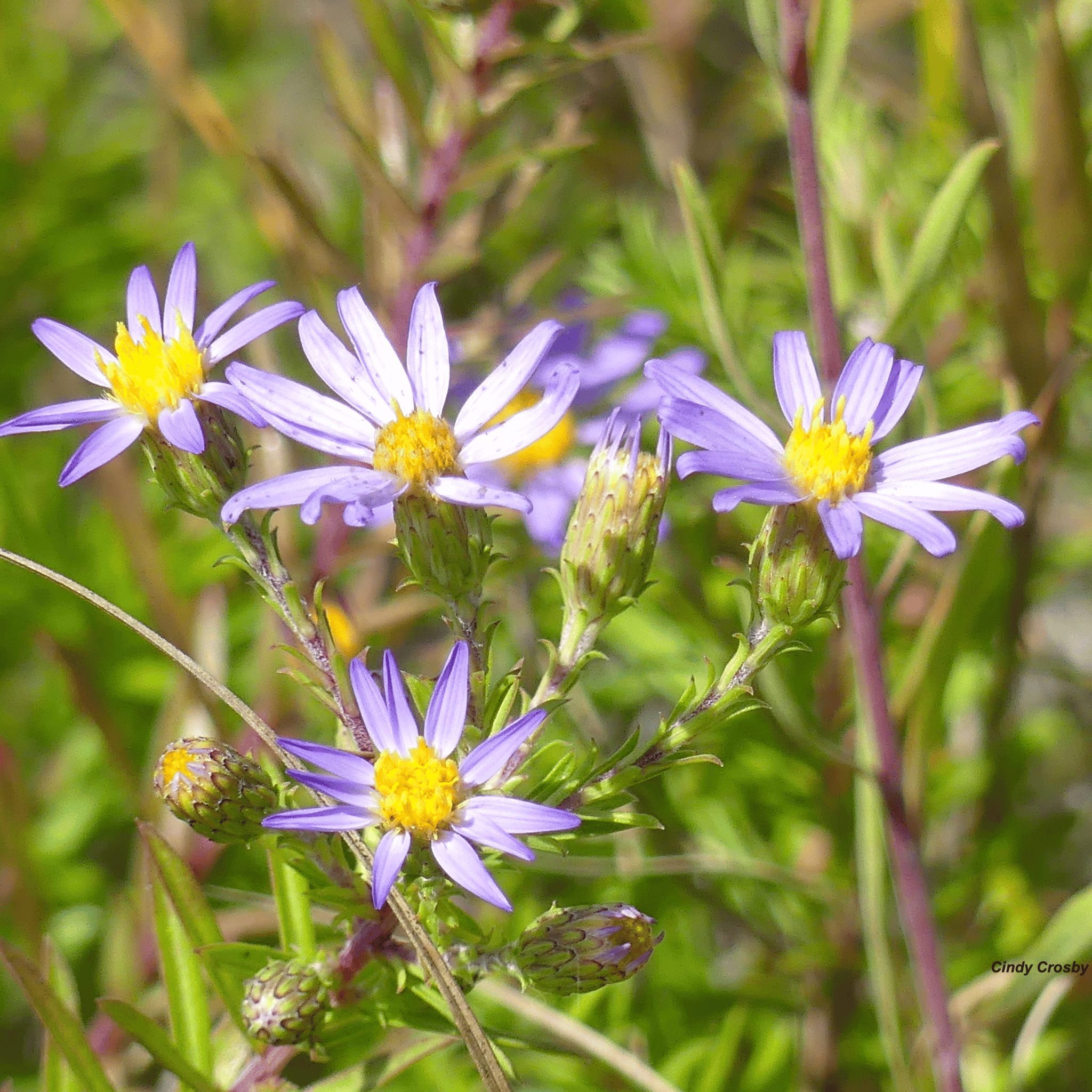 aster family plant clingy seeds Silky Aster – 25 Seeds