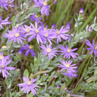 Silky Aster – 25 Seeds seed packet from Seed Therapy – American - grown, heirloom seeds