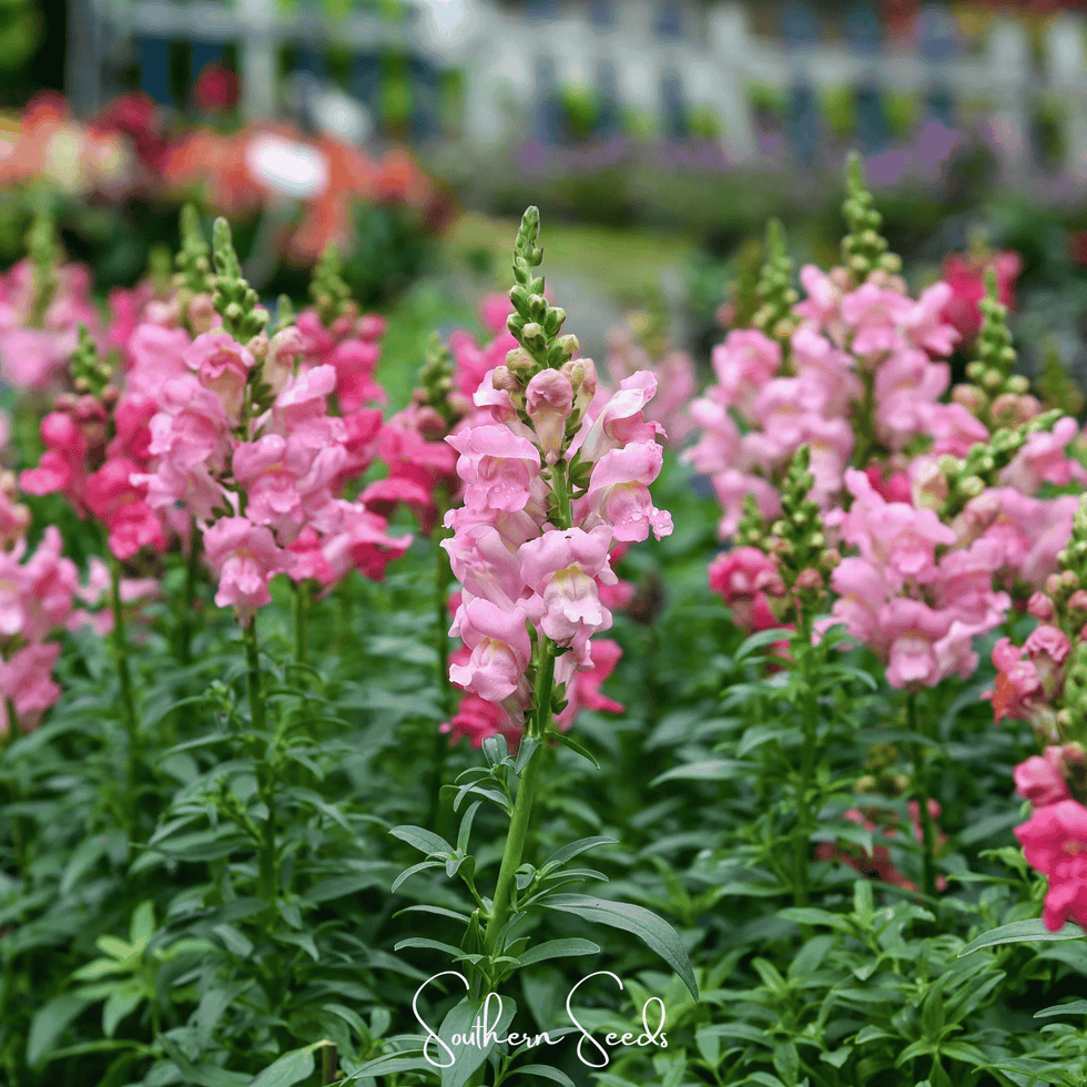 Snapdragon, Rose (Antirrhinum majus) - 200 Seeds - Seed Therapy ...