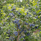 Southern Highbush Blueberry – 50 Seeds seed packet from Seed Therapy – American - grown, heirloom seeds