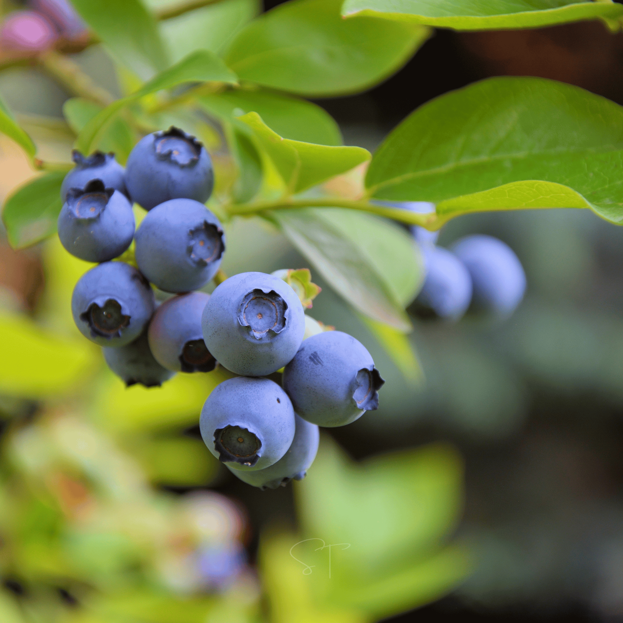 Southern Highbush Blueberry – 50 Seeds seed packet from Seed Therapy – American - grown, heirloom seeds