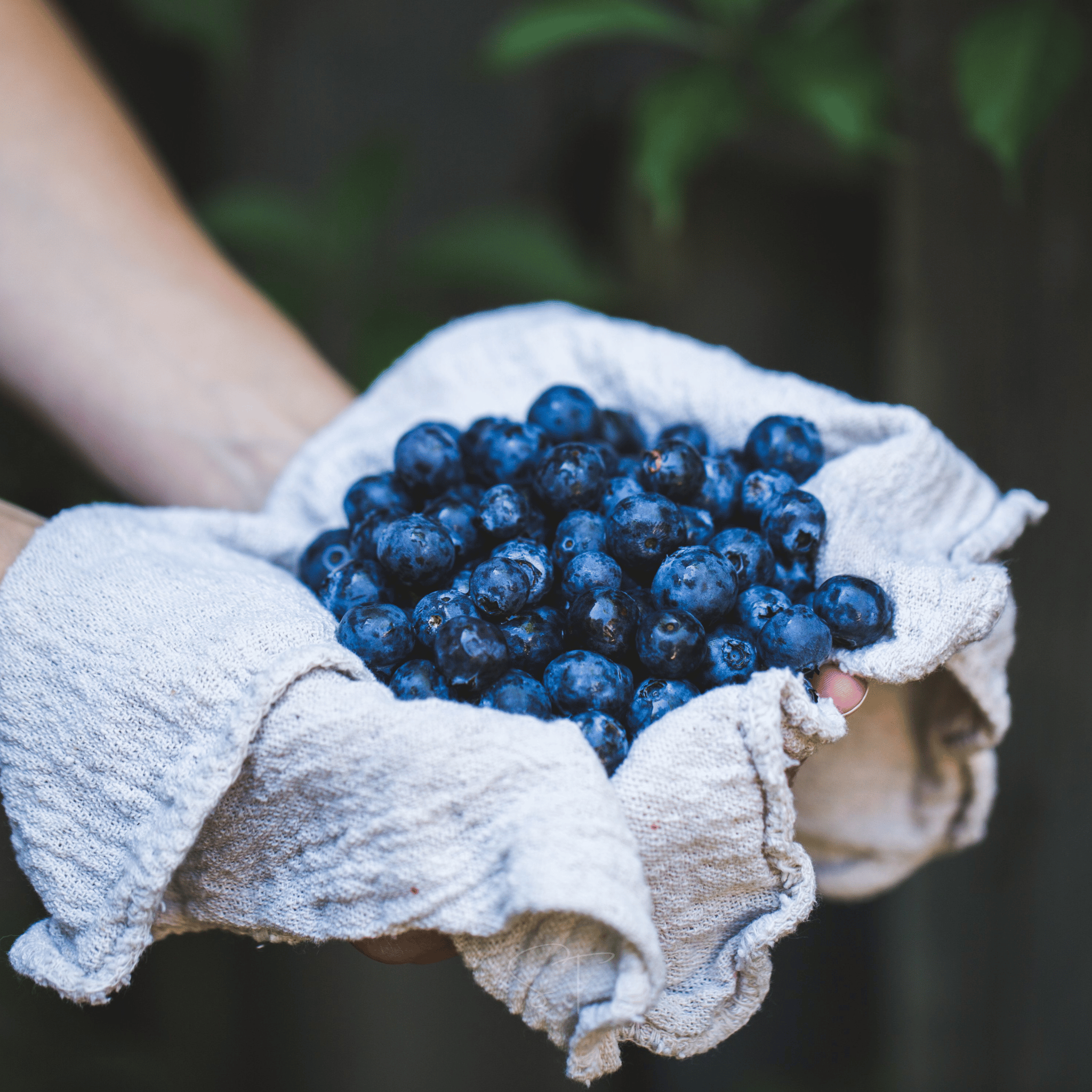 Southern Highbush Blueberry – 50 Seeds seed packet from Seed Therapy – American - grown, heirloom seeds