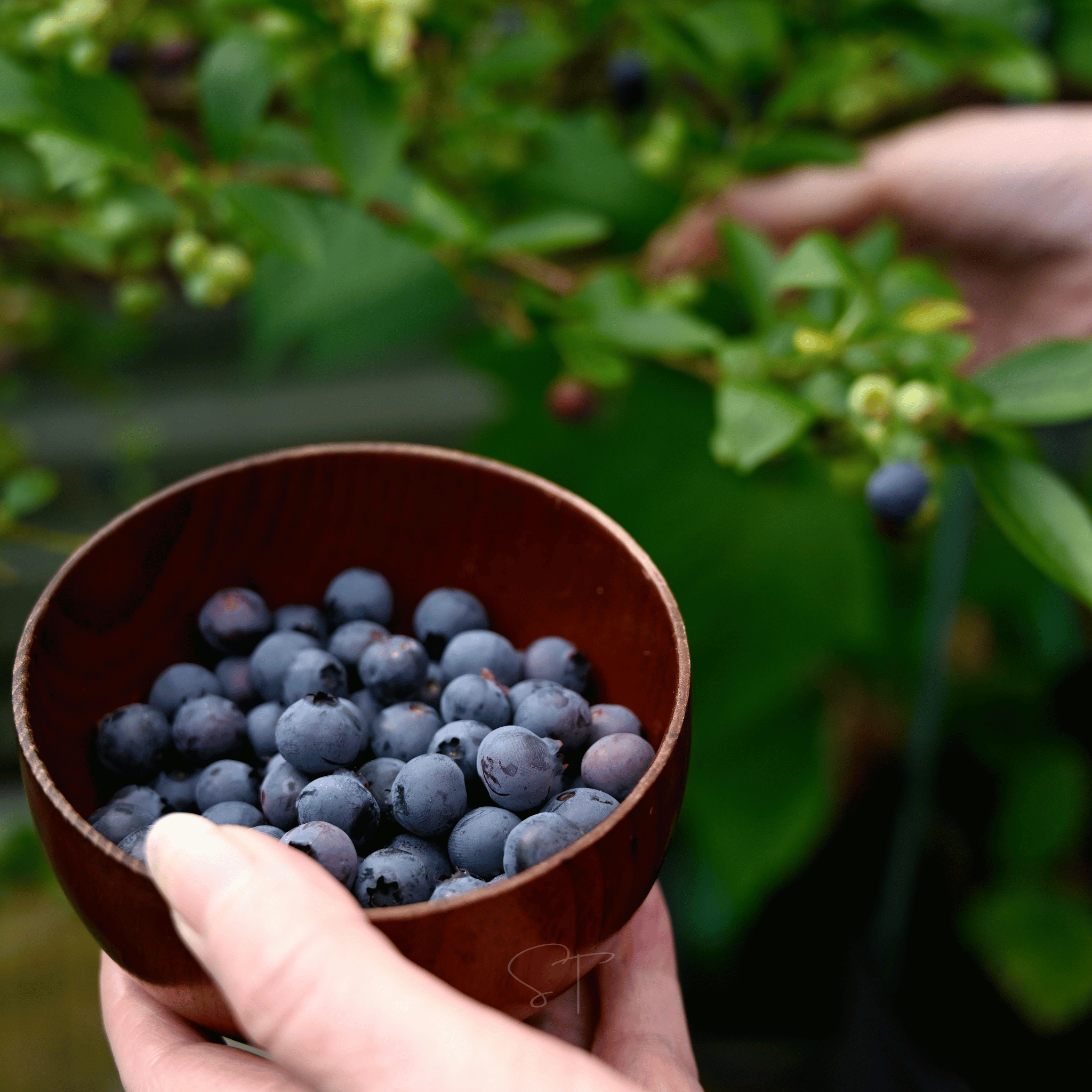 Southern Highbush Blueberry – 50 Seeds seed packet from Seed Therapy – American - grown, heirloom seeds