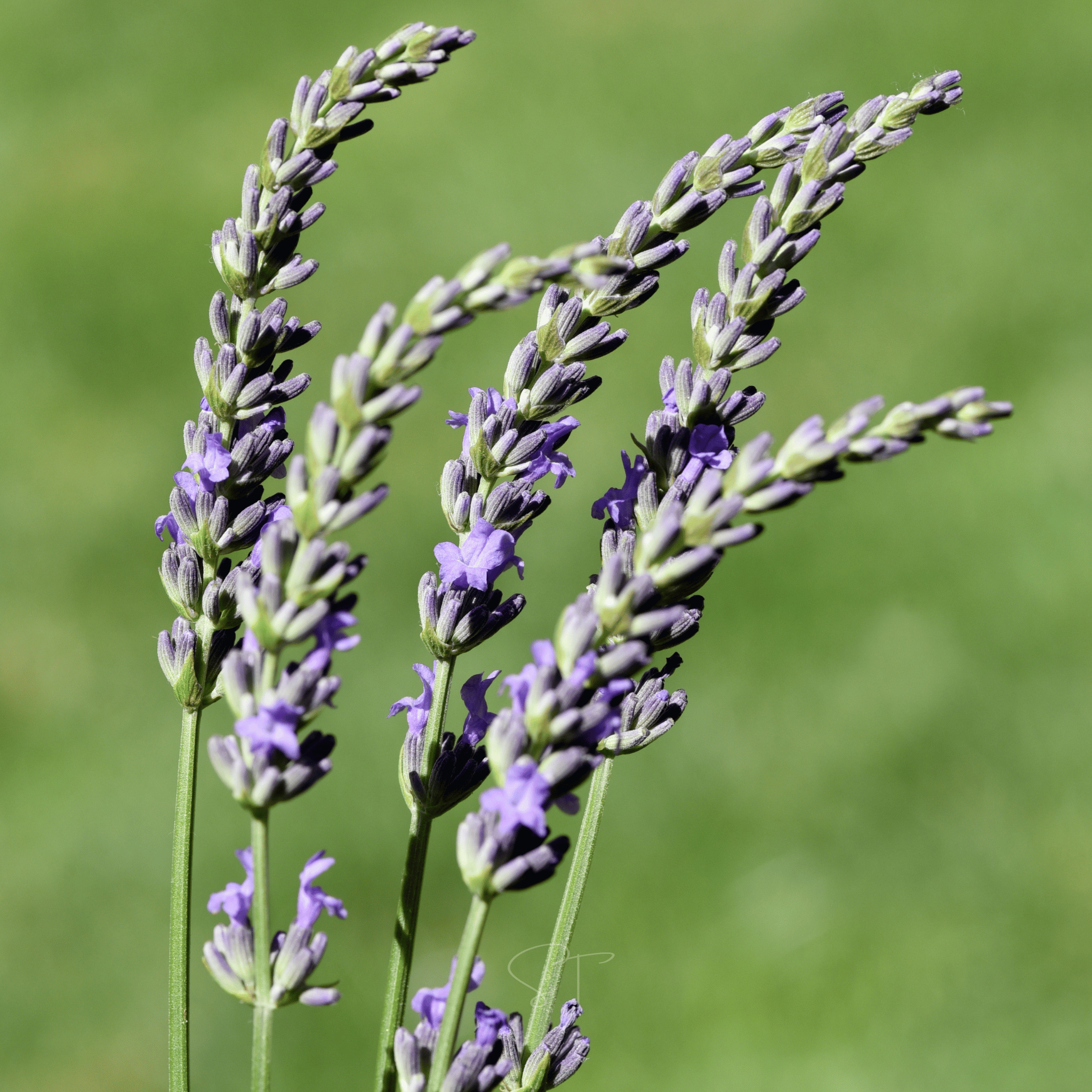 Lavender, Spike (Lavandula latifolia) - 100 Seeds