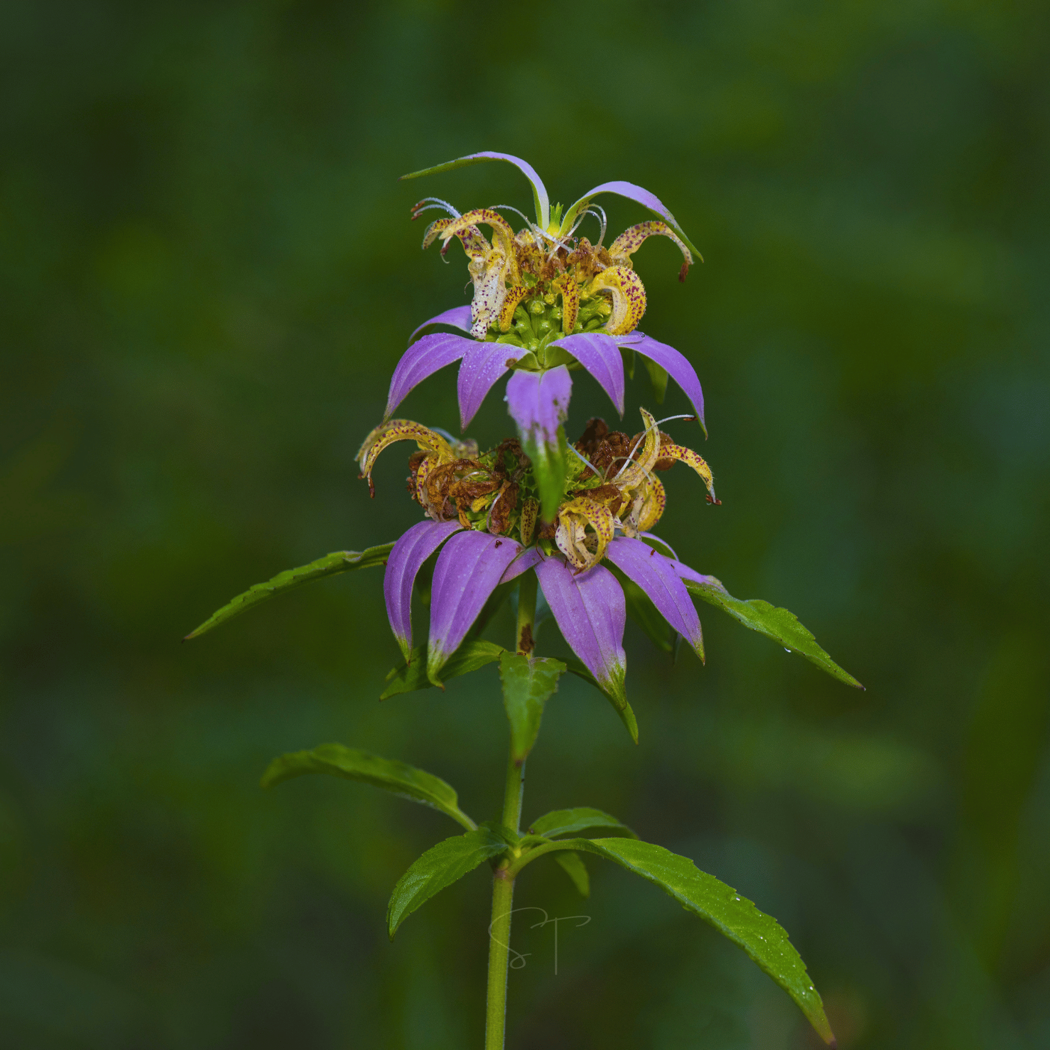 Spotted Bee Balm (Horsemint) – 50 Seeds seed packet from Seed Therapy – American - grown, heirloom seeds