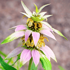 Spotted Bee Balm (Horsemint) – 50 Seeds seed packet from Seed Therapy – American - grown, heirloom seeds