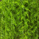 Sprengeri Asparagus Fern – 15 Seeds seed packet from Seed Therapy – American - grown, heirloom seeds