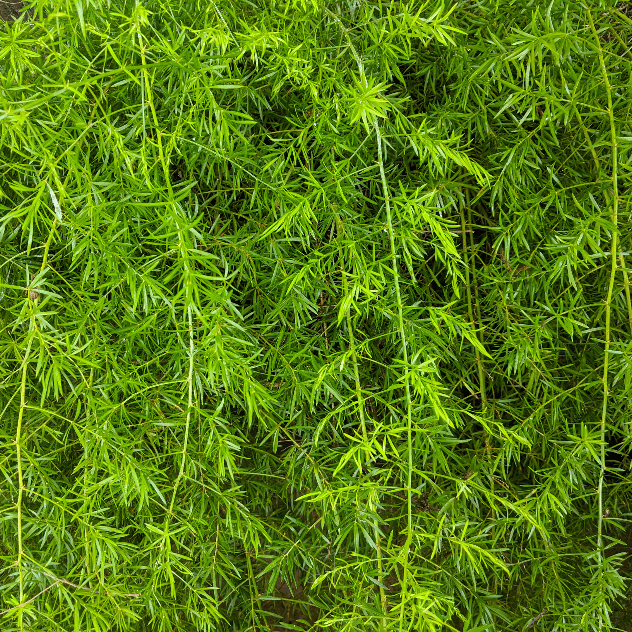 Sprengeri Asparagus Fern – 15 Seeds seed packet from Seed Therapy – American - grown, heirloom seeds