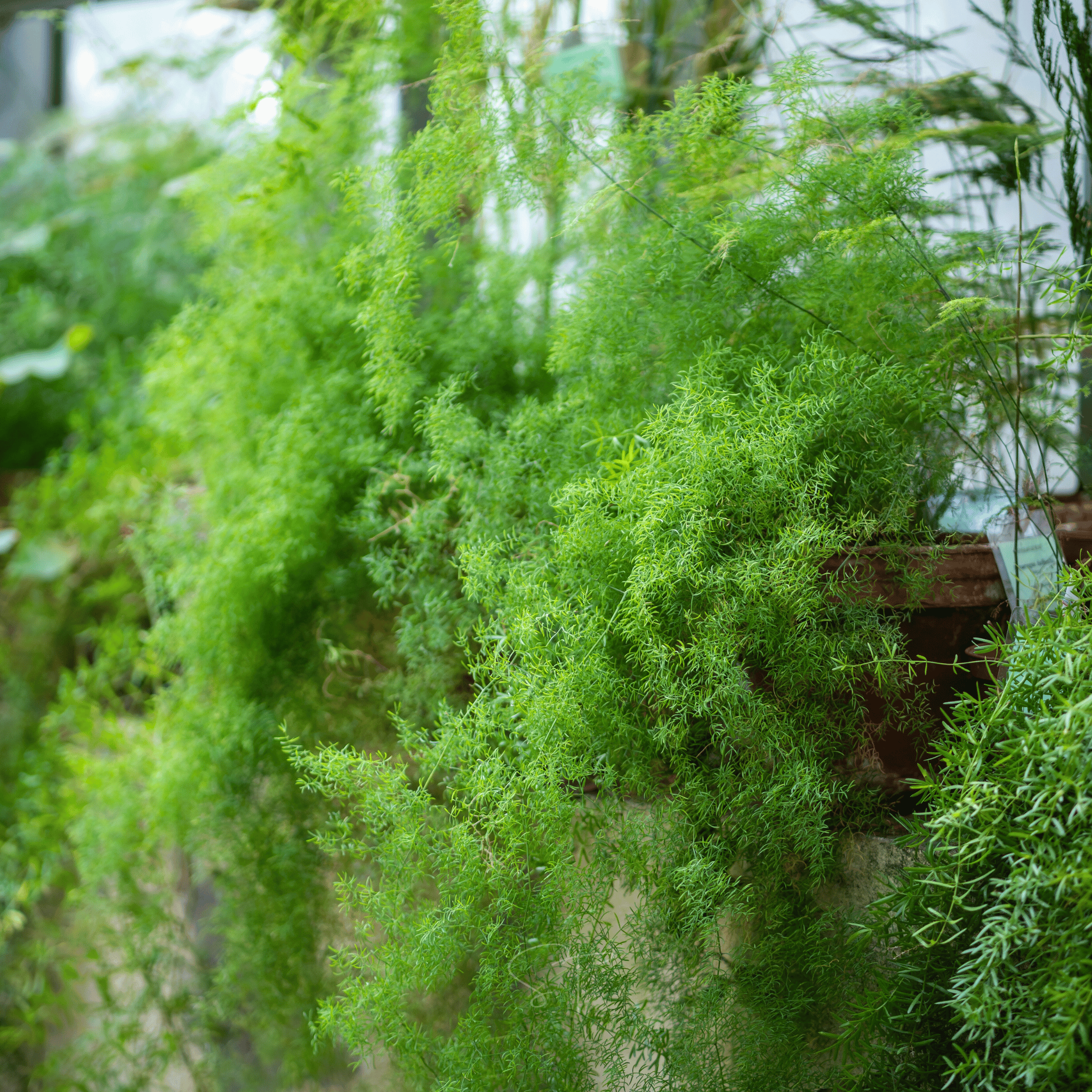 Sprengeri Asparagus Fern – 15 Seeds seed packet from Seed Therapy – American - grown, heirloom seeds