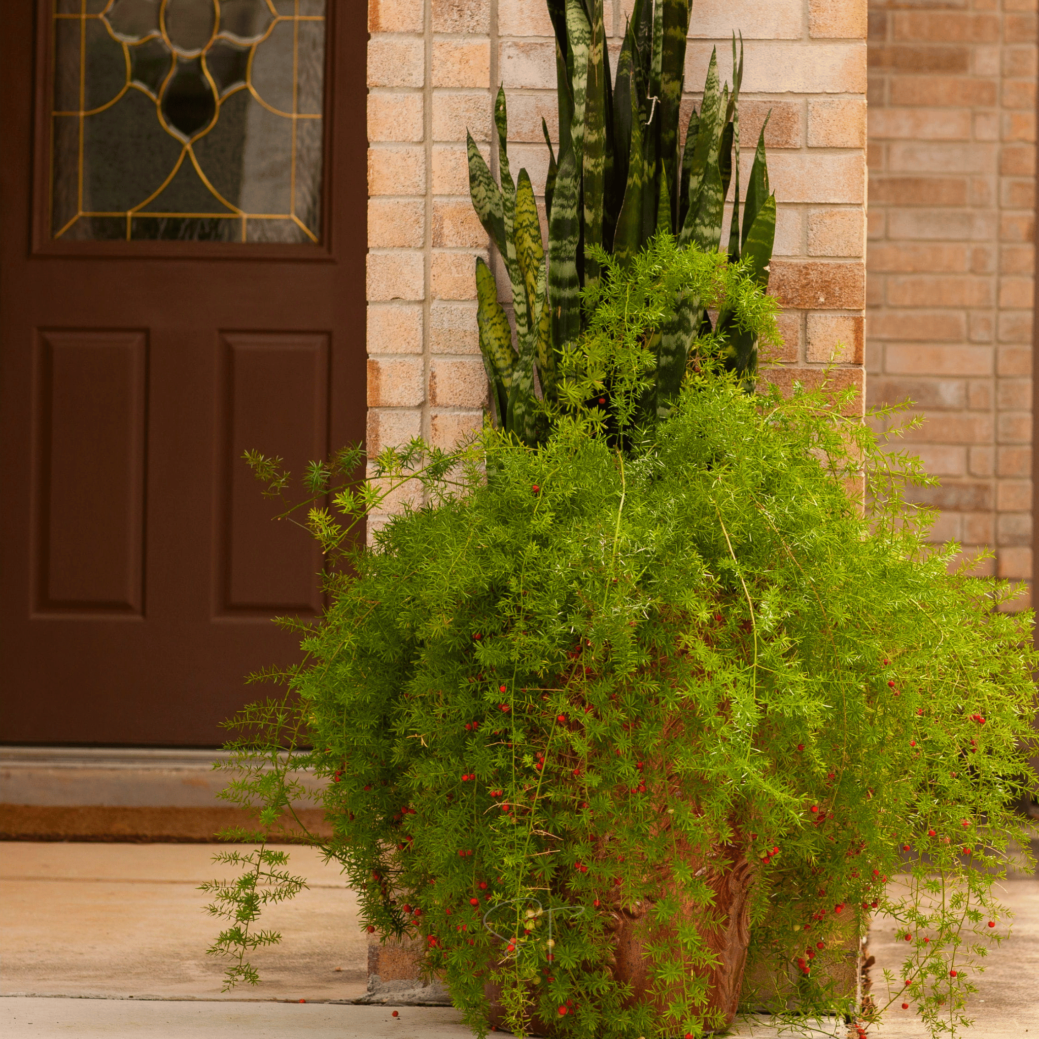 Sprengeri Asparagus Fern – 15 Seeds seed packet from Seed Therapy – American - grown, heirloom seeds