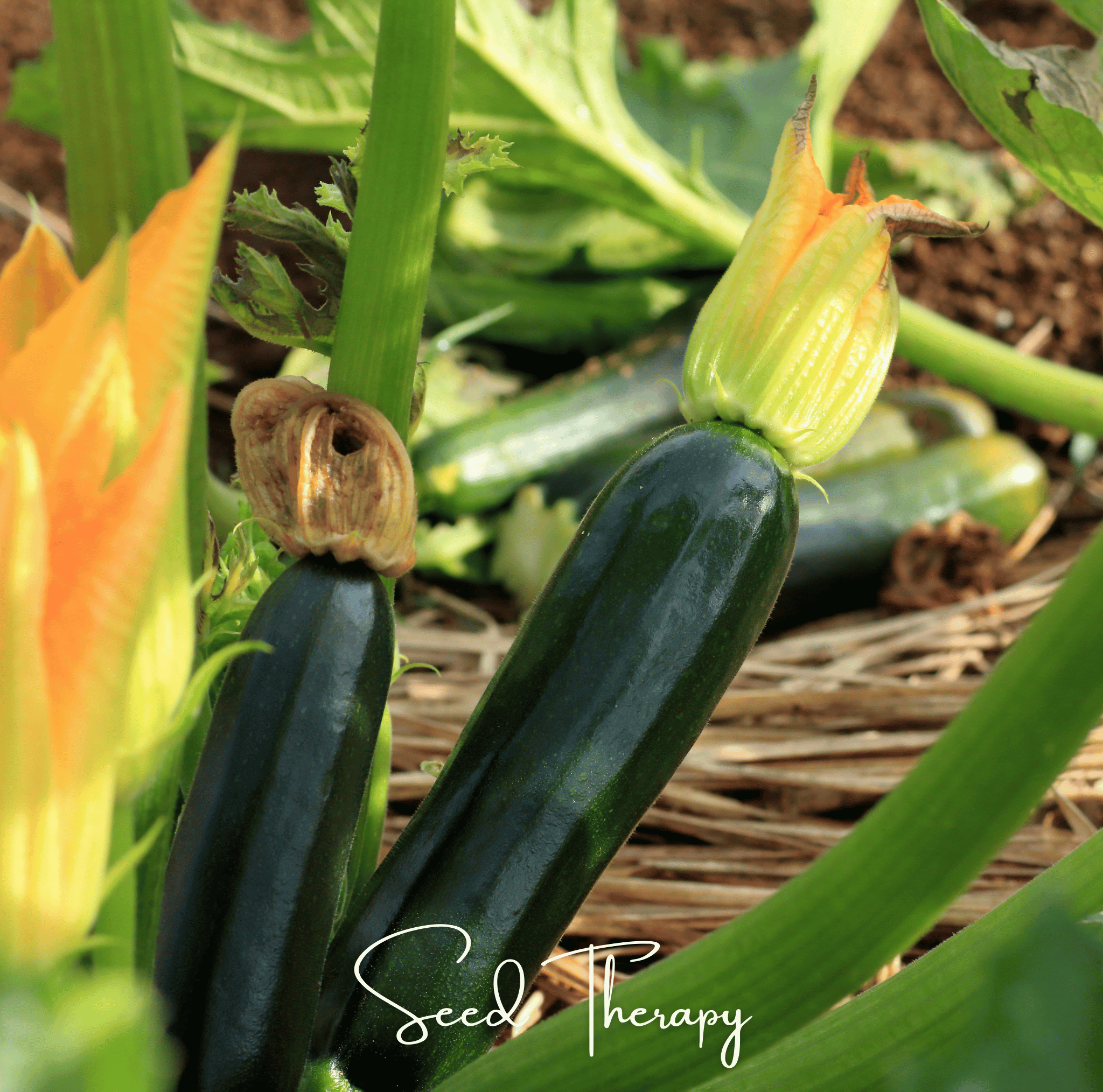 Squash, Zucchini, Black Beauty Summer (Cucurbita pepo) - 25 Seeds seed packet from Seed Therapy – American - grown, heirloom seeds