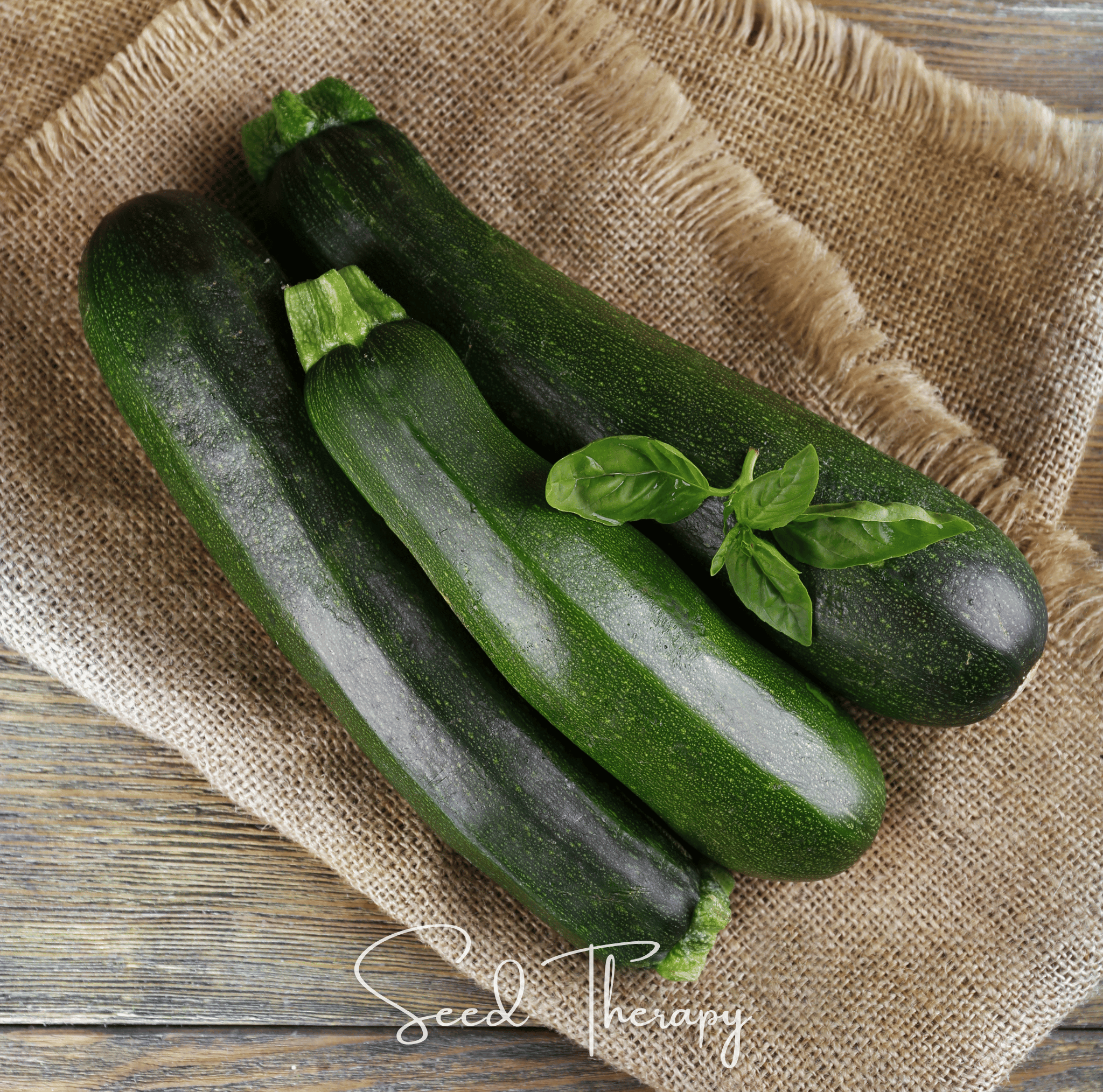 Squash, Zucchini, Dark Green Summer (Cucurbita pepo) - 25 seeds seed packet from Seed Therapy – American - grown, heirloom seeds