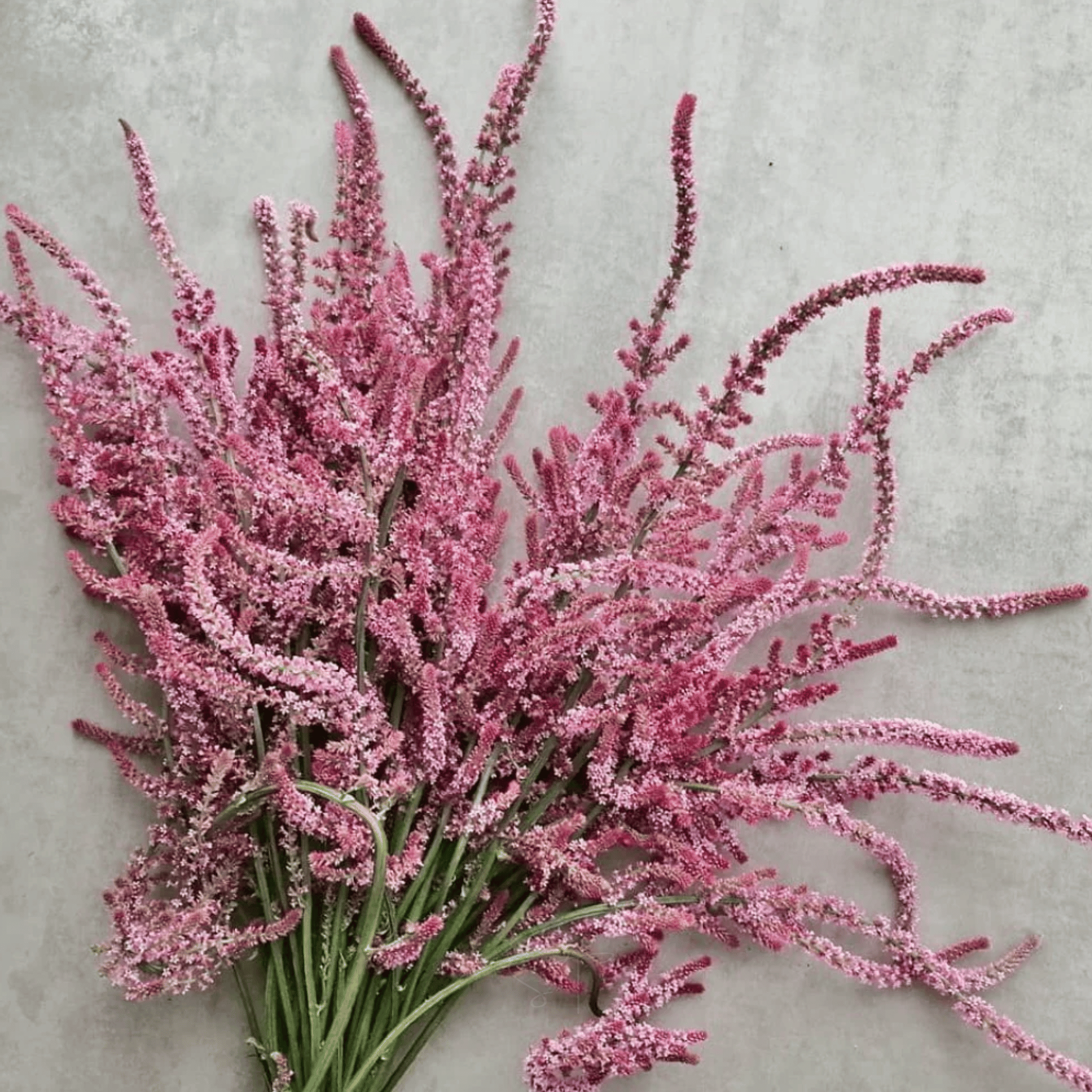 Statice Pink Pokers – 50 Seeds seed packet from Seed Therapy – American - grown, heirloom seeds