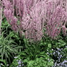 Statice Pink Pokers – 50 Seeds seed packet from Seed Therapy – American - grown, heirloom seeds