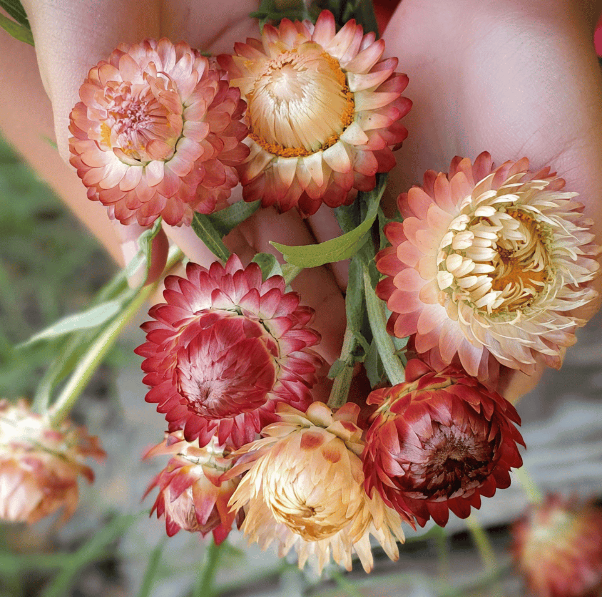 Strawflower, Apricot Peach (Xerochrysum bracteatum) - 25 Seeds seed packet from Seed Therapy – American - grown, heirloom seeds