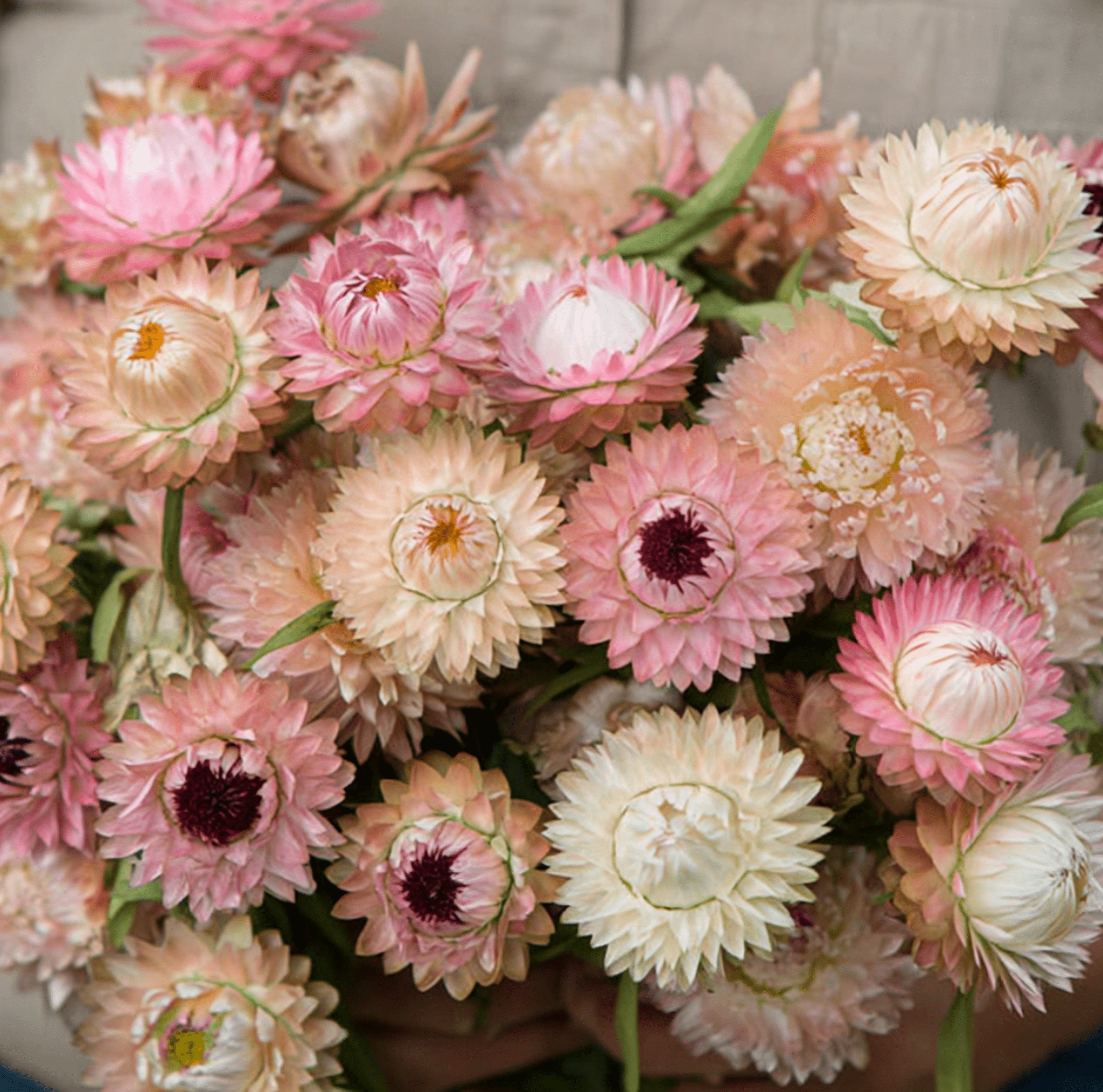 Strawflower, Silver Rose (Xerochrysum bracteata) - 25 Seeds seed packet from Seed Therapy – American - grown, heirloom seeds