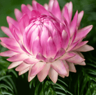 Strawflower, Silver Rose (Xerochrysum bracteata) - 25 Seeds seed packet from Seed Therapy – American - grown, heirloom seeds