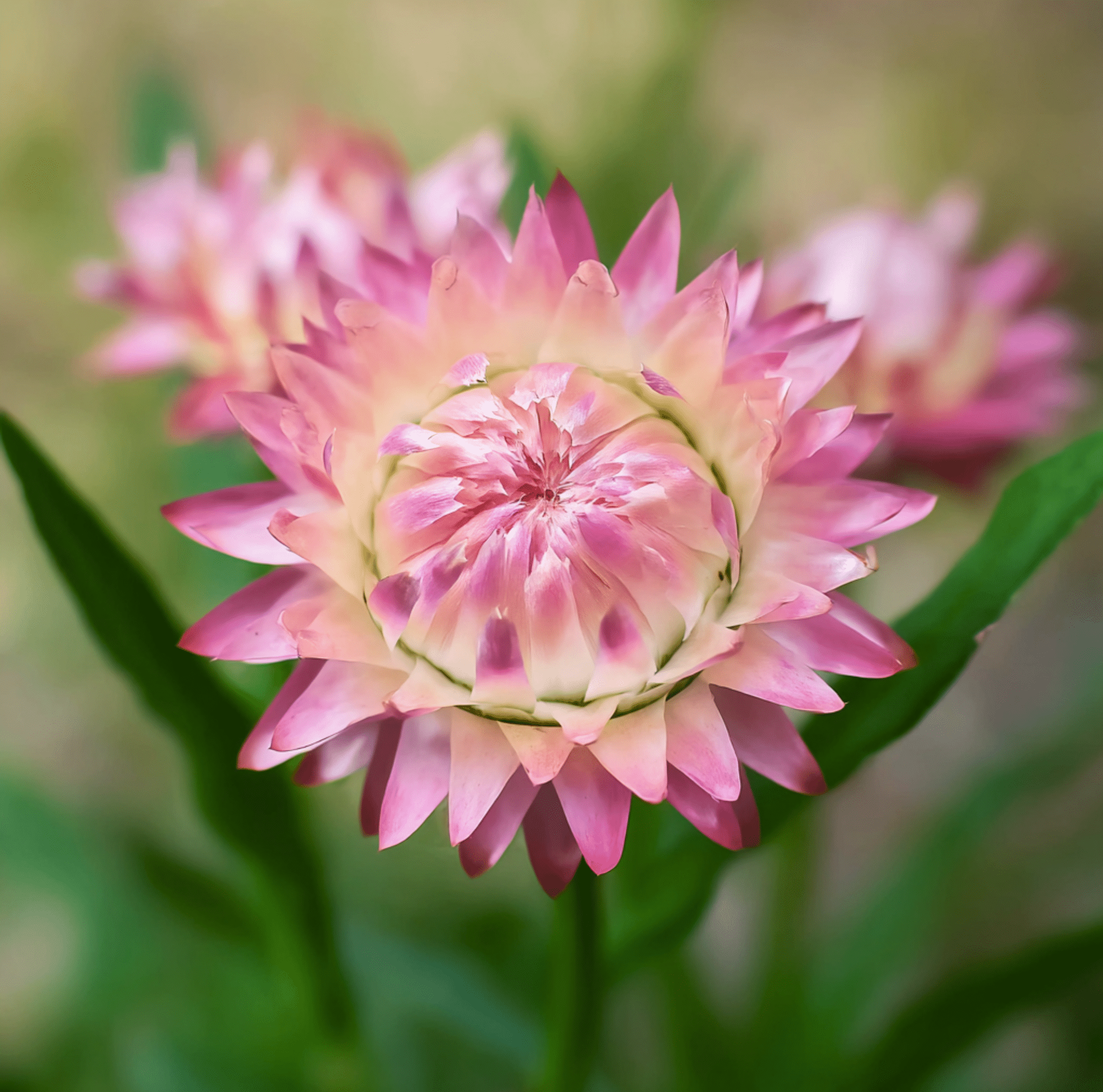 Strawflower, Silver Rose (Xerochrysum bracteata) - 25 Seeds seed packet from Seed Therapy – American - grown, heirloom seeds