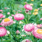 Strawflower, Silver Rose (Xerochrysum bracteata) - 25 Seeds seed packet from Seed Therapy – American - grown, heirloom seeds