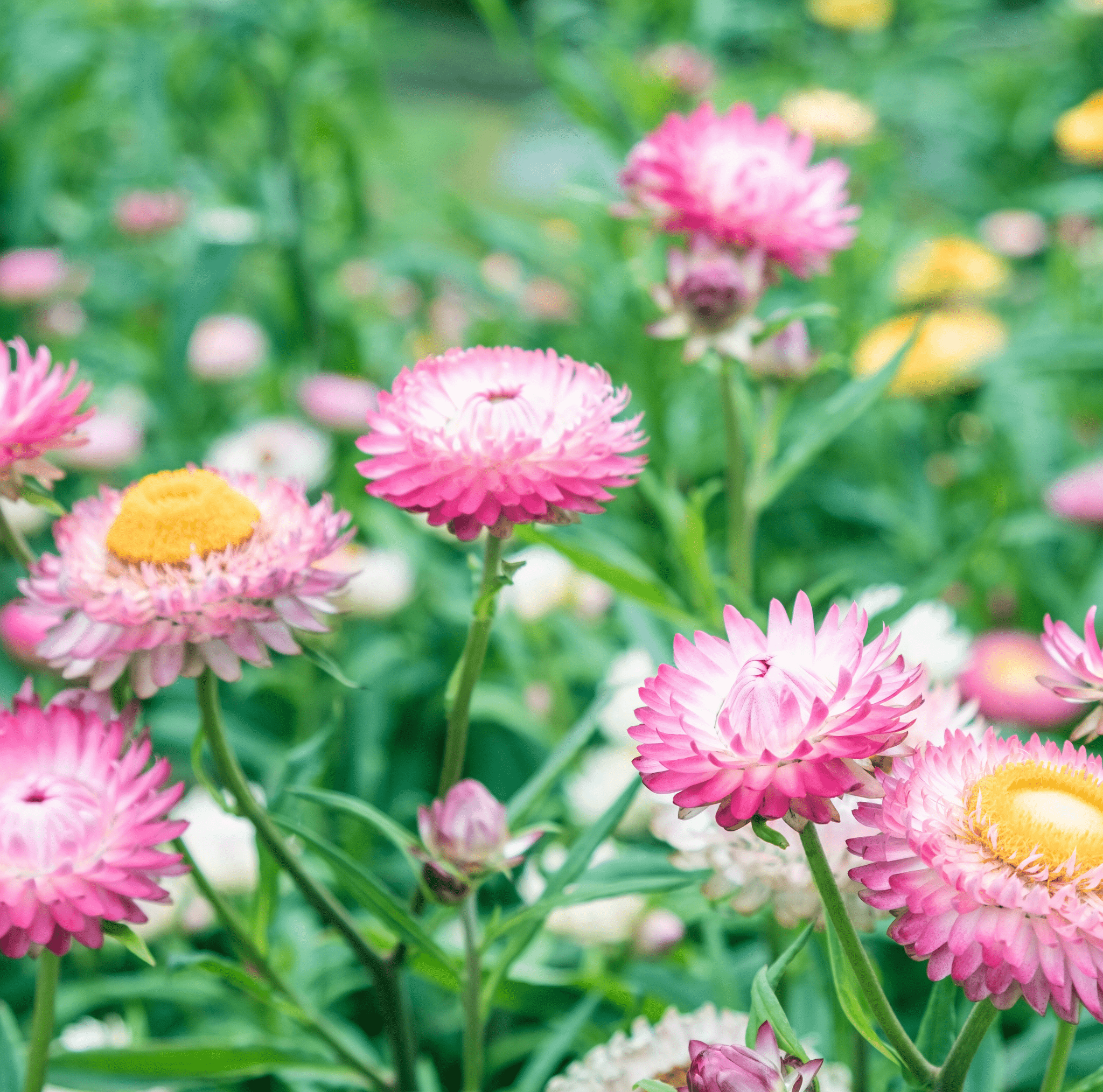 Strawflower, Silver Rose (Xerochrysum bracteata) - 25 Seeds seed packet from Seed Therapy – American - grown, heirloom seeds