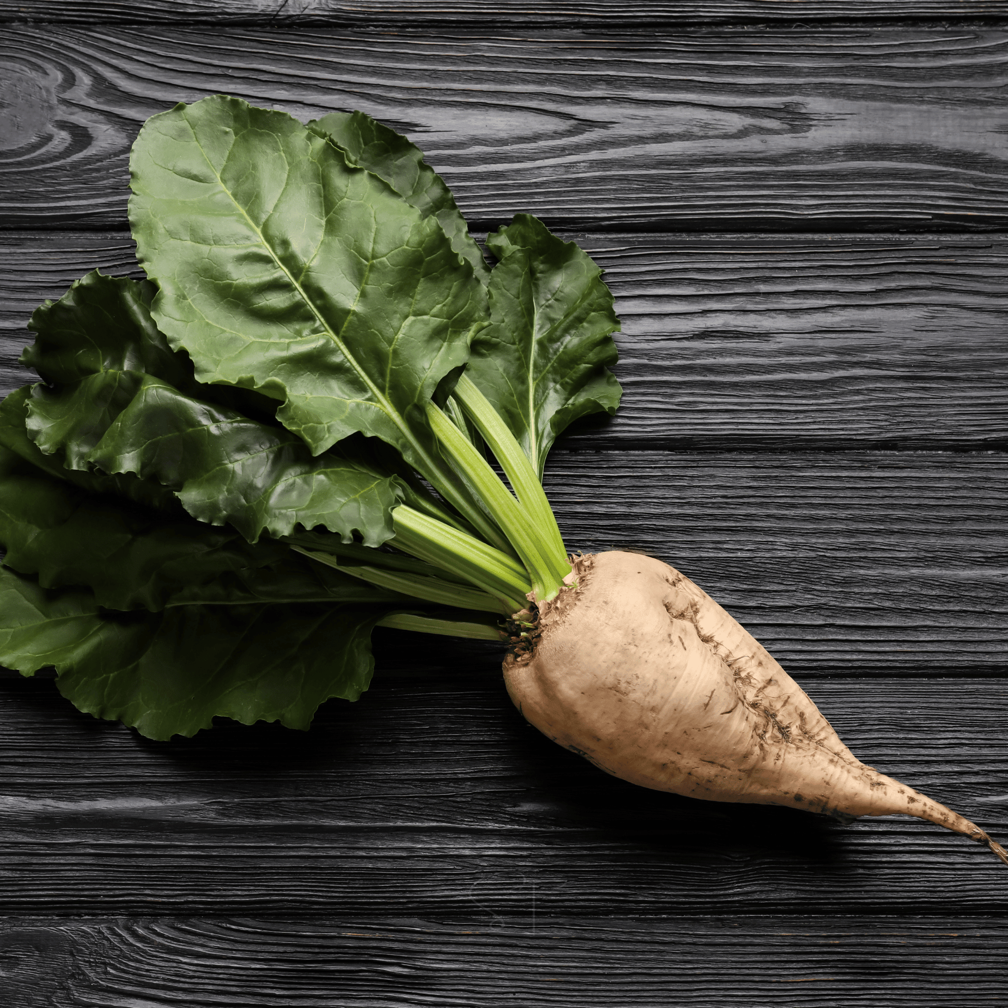 Sugar Beet – 50 Seeds seed packet from Seed Therapy – American - grown, heirloom seeds