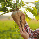 Sugar Beet – 50 Seeds seed packet from Seed Therapy – American - grown, heirloom seeds