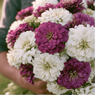 Sugarplum Zinnia – 100 Seeds seed packet from Seed Therapy – American-grown, heirloom seeds