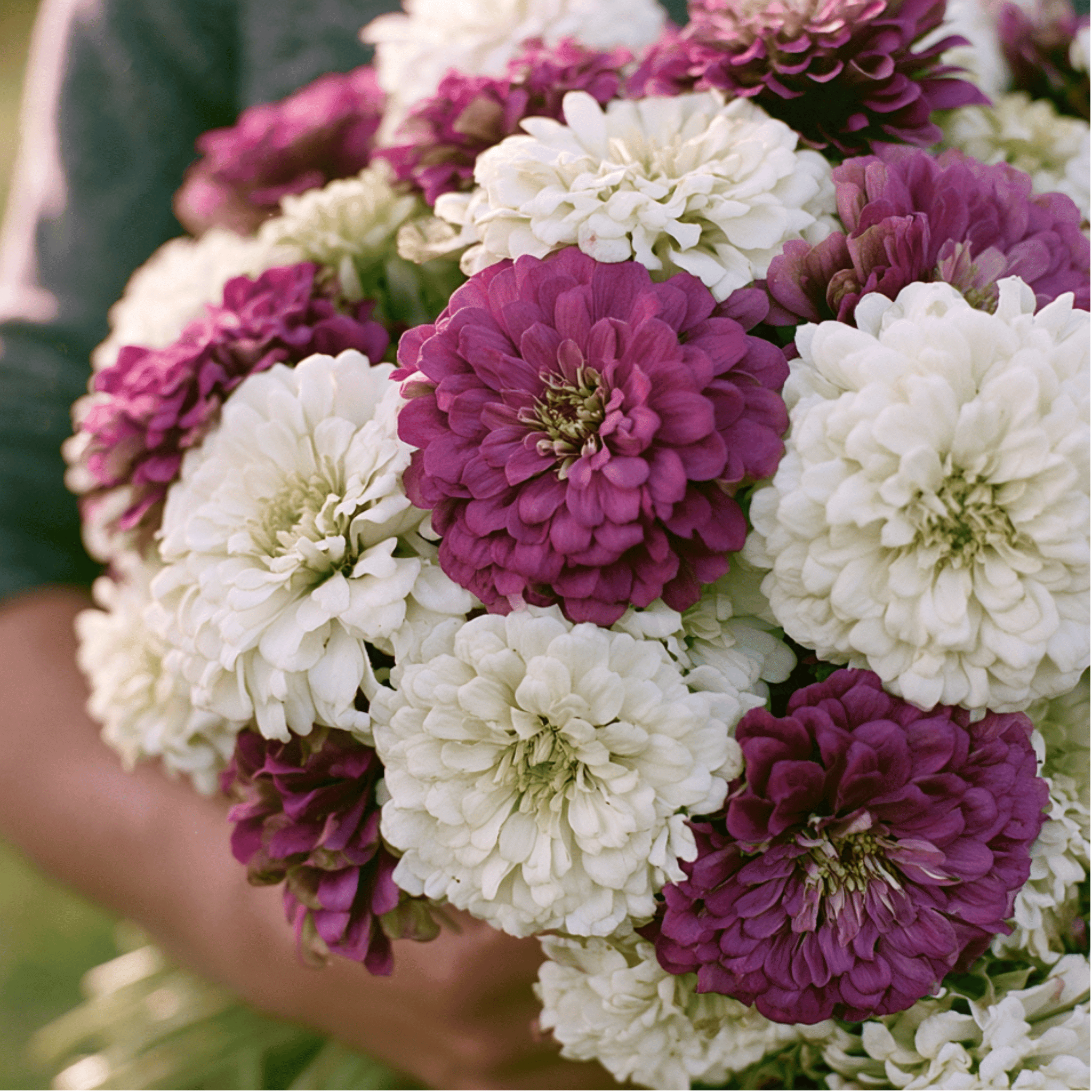 Sugarplum Zinnia – 100 Seeds seed packet from Seed Therapy – American-grown, heirloom seeds
