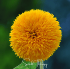 Sunflower, Giant Sungold (Helianthus annuus) - 25 Seeds seed packet from Seed Therapy – American - grown, heirloom seeds