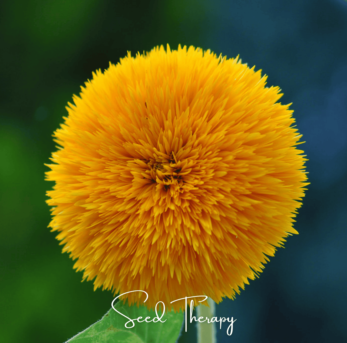 テオスカー⭐︎ボブルヘッド Sunflower Tossing テオスカー