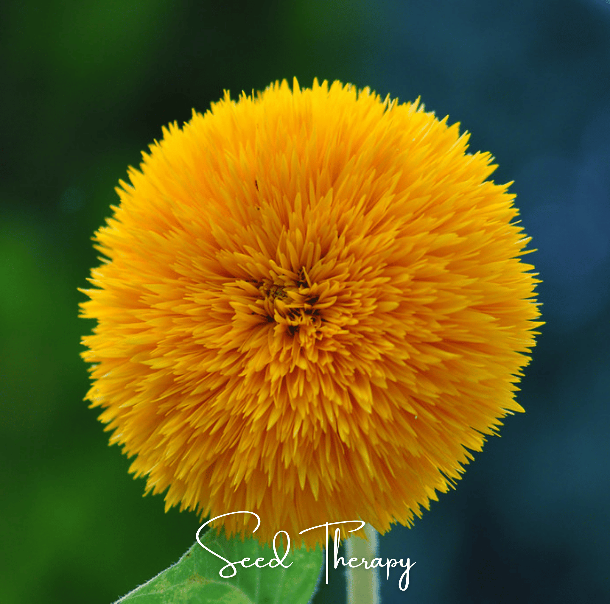 Sunflower, Giant Sungold (Helianthus annuus) - 25 Seeds seed packet from Seed Therapy – American - grown, heirloom seeds