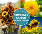 Sunflower Seed Collection – 6 Varieties seed packet from Seed Therapy – American - grown, heirloom seeds