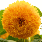 Sunny Sunflower Mix – 25 Seeds seed packet from Seed Therapy – American - grown, heirloom seeds