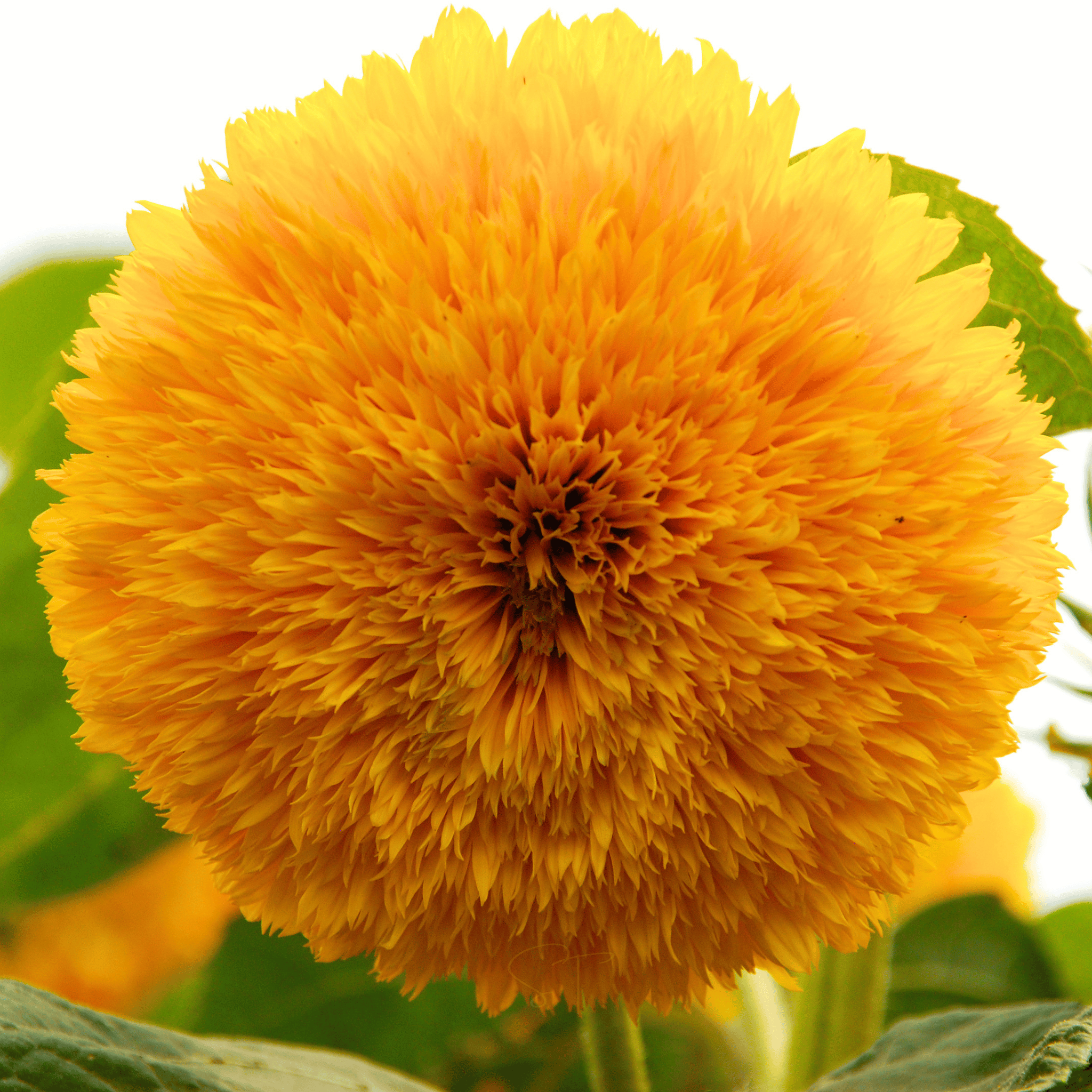 Sunny Sunflower Mix – 25 Seeds seed packet from Seed Therapy – American - grown, heirloom seeds