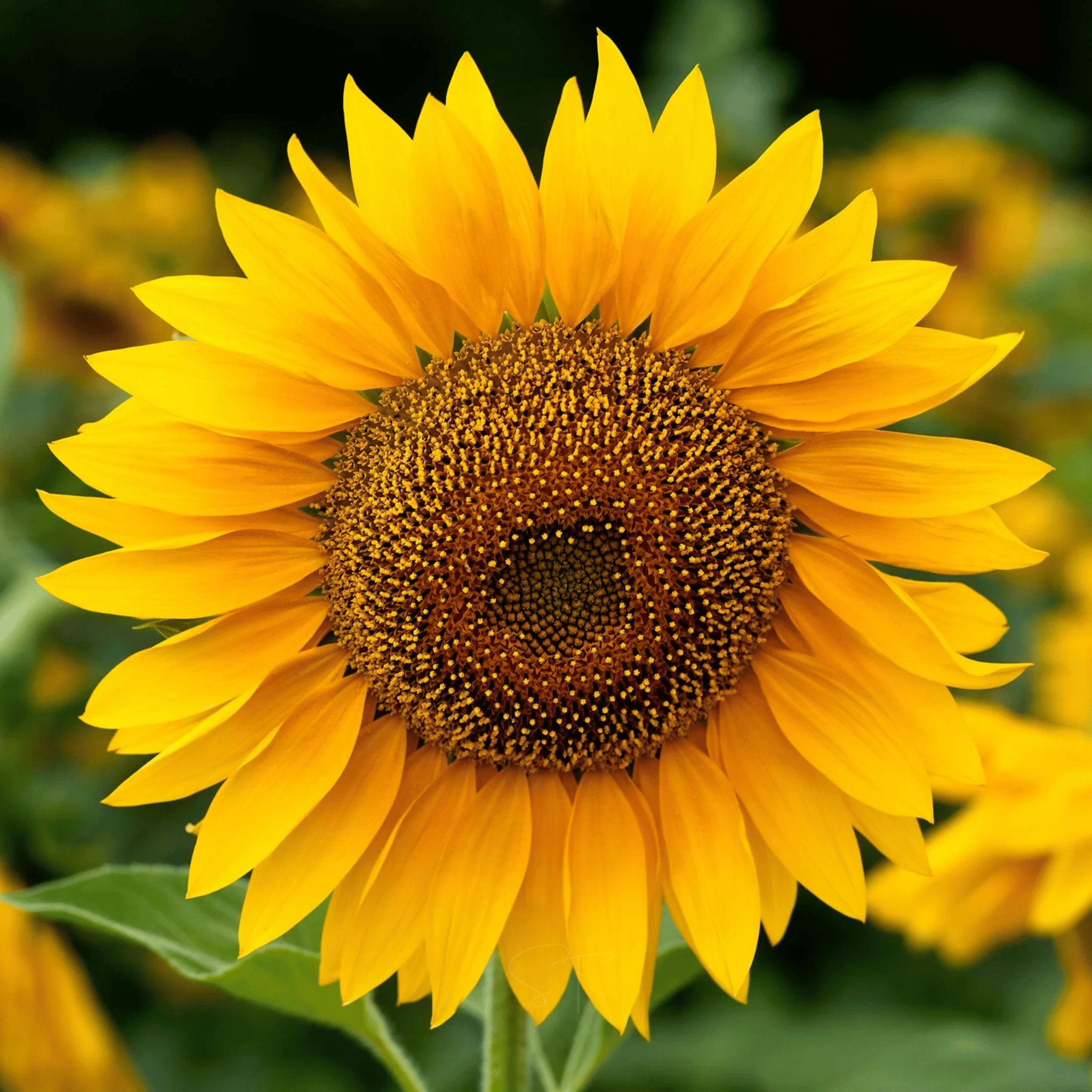 Sunny Sunflower Mix – 25 Seeds seed packet from Seed Therapy – American - grown, heirloom seeds