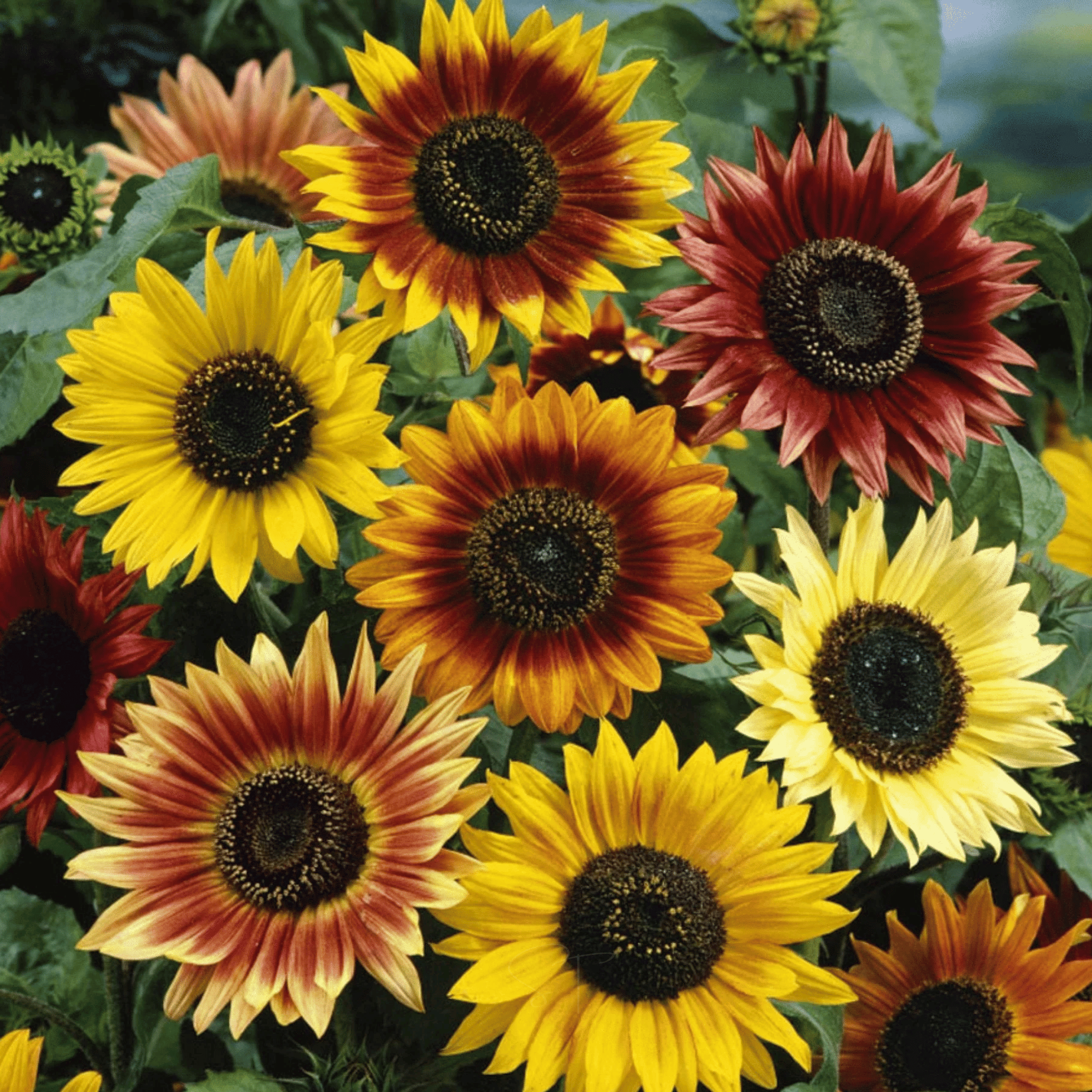 Sunny Sunflower Mix – 25 Seeds seed packet from Seed Therapy – American - grown, heirloom seeds