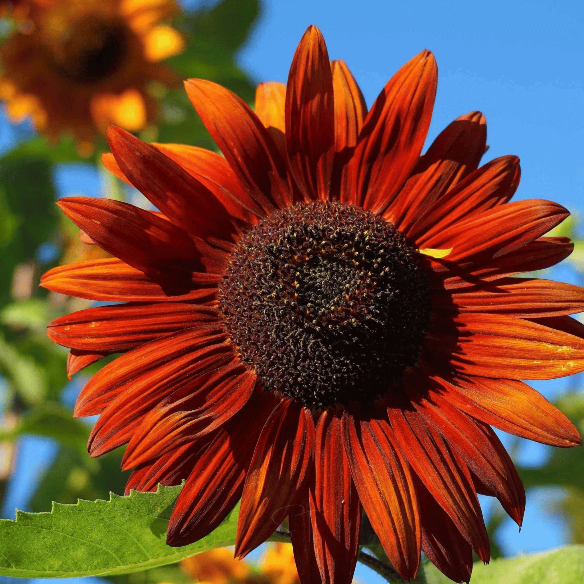 Sunny Sunflower Mix – 25 Seeds seed packet from Seed Therapy – American - grown, heirloom seeds