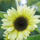Sunny Sunflower Mix – 25 Seeds seed packet from Seed Therapy – American - grown, heirloom seeds