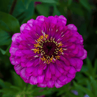 Sunset Punch Zinnia – 100 Seeds seed packet from Seed Therapy – American - grown, heirloom seeds