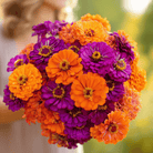 Sunset Punch Zinnia – 100 Seeds seed packet from Seed Therapy – American - grown, heirloom seeds