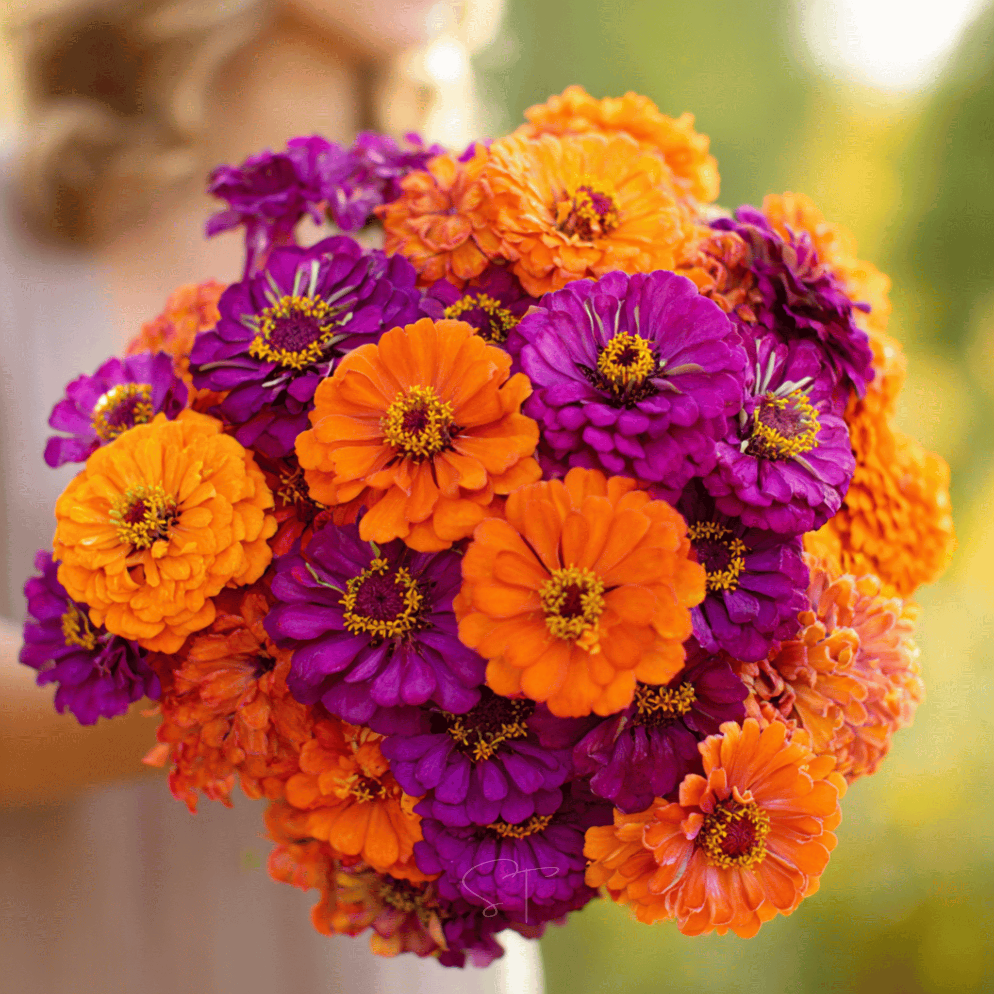 Sunset Punch Zinnia – 100 Seeds seed packet from Seed Therapy – American - grown, heirloom seeds