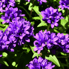 Superba Bellflower – 50 Seeds seed packet from Seed Therapy – American - grown, heirloom seeds