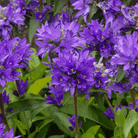 Superba Bellflower – 50 Seeds seed packet from Seed Therapy – American - grown, heirloom seeds