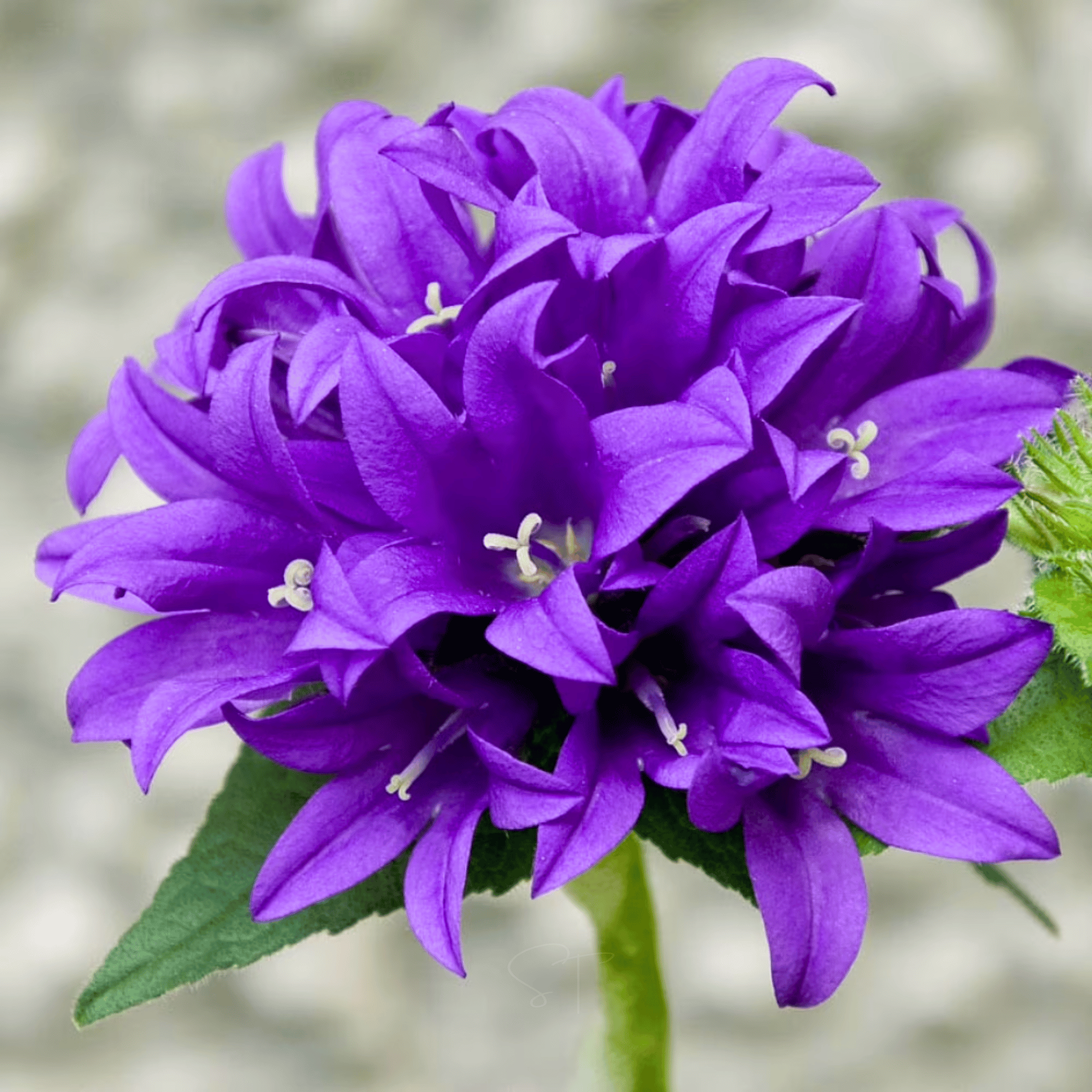 Superba Bellflower – 50 Seeds seed packet from Seed Therapy – American - grown, heirloom seeds