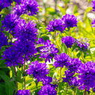 Superba Bellflower – 50 Seeds seed packet from Seed Therapy – American - grown, heirloom seeds