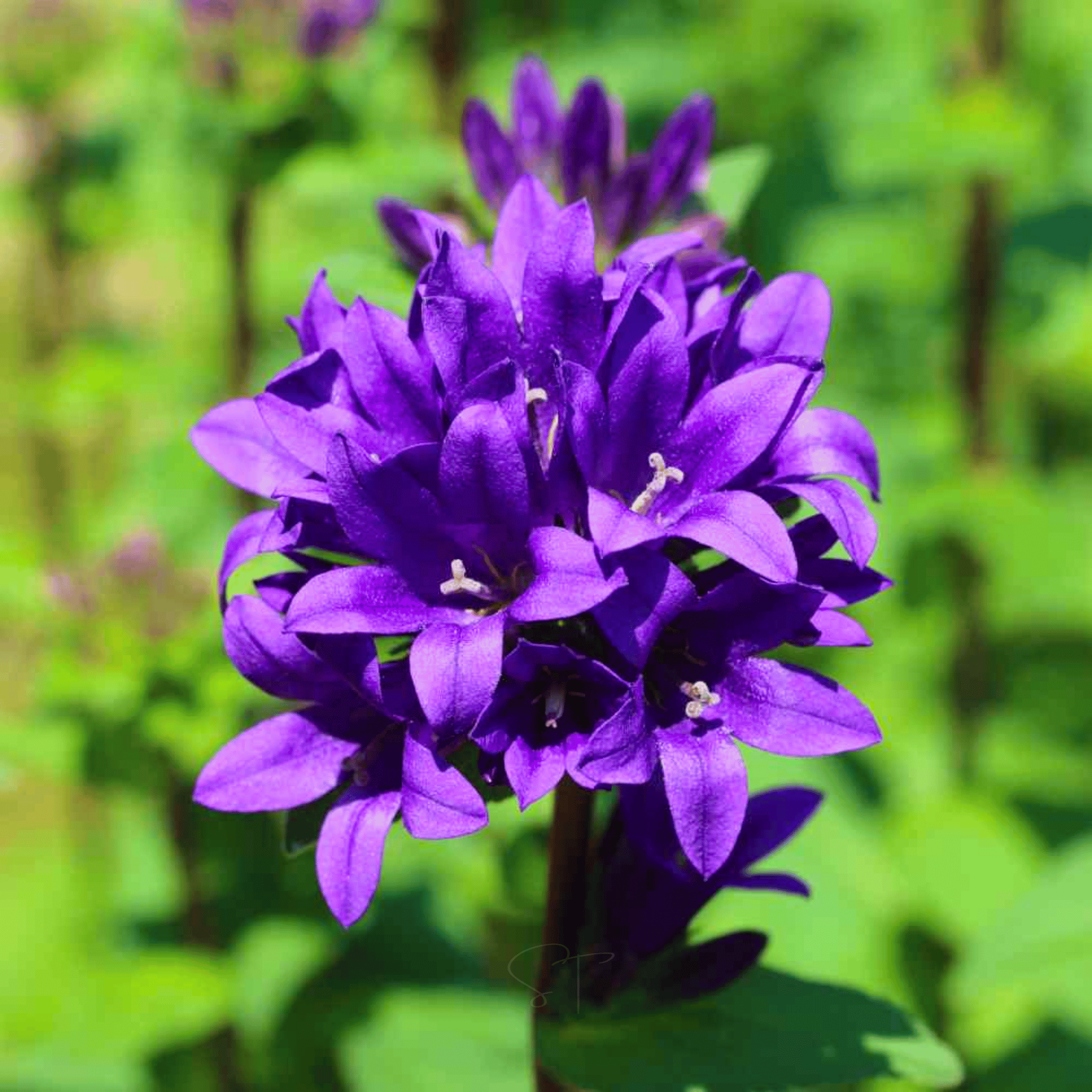 Superba Bellflower – 50 Seeds seed packet from Seed Therapy – American - grown, heirloom seeds